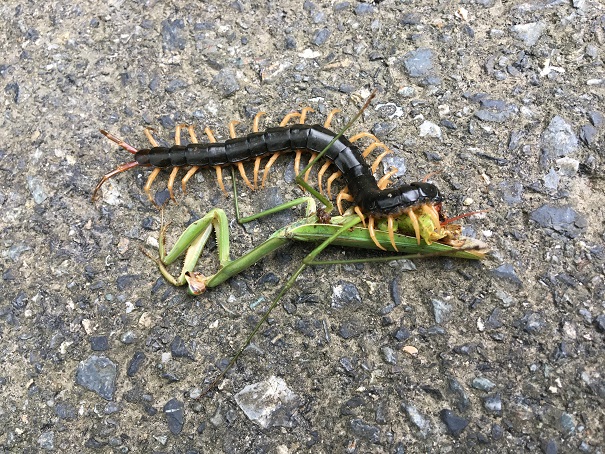 ムカデの捕食 | 山の便り